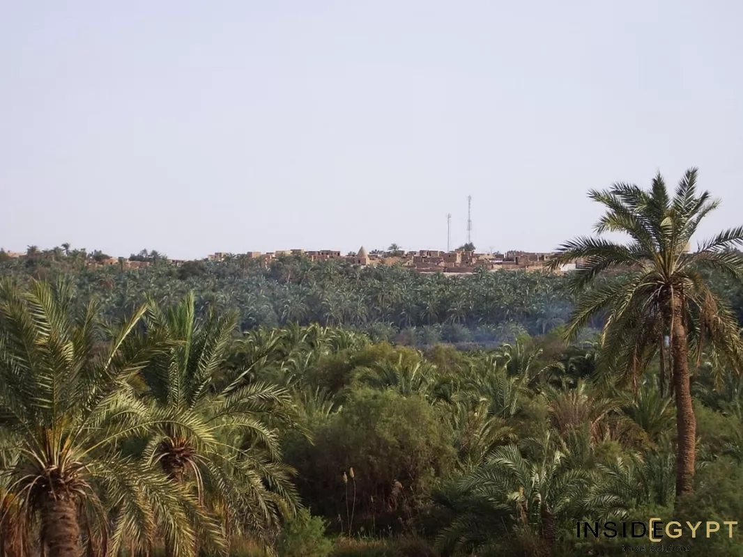 Bahariya oasis 3
