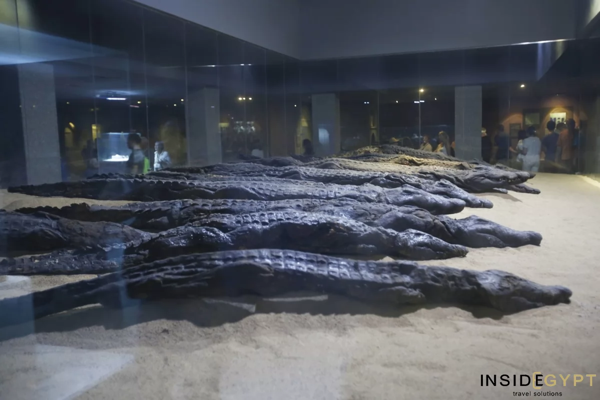 Crocodile mummies at the Kom Ombo museum 