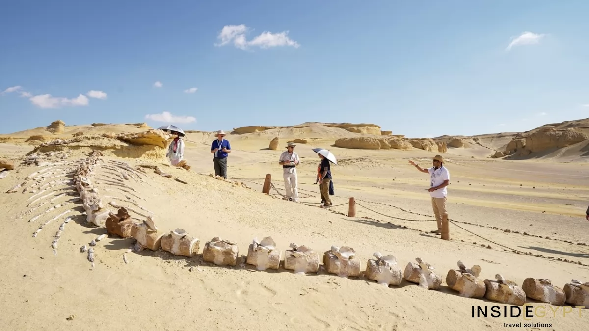 Intact Skeleton of Basilosaurus whale 