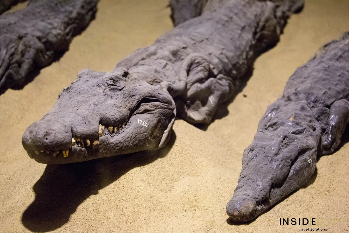 Crocodile mummies 