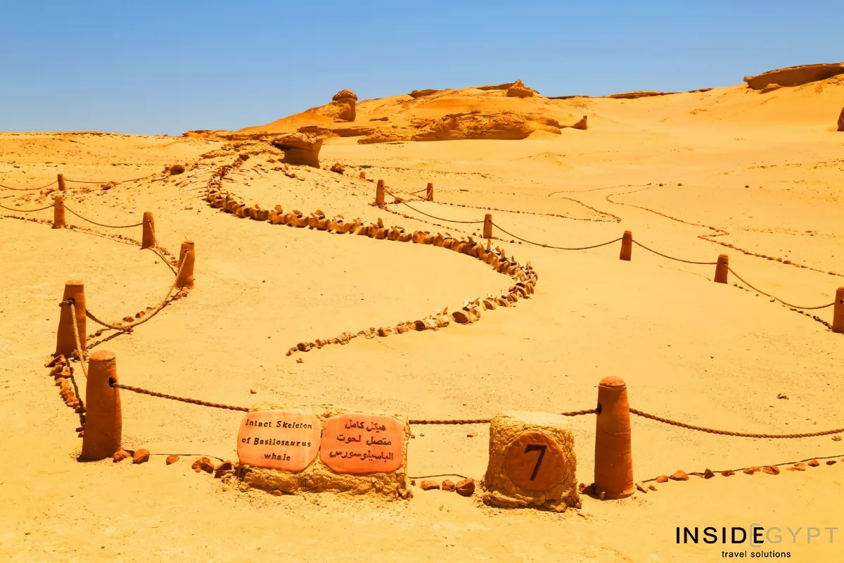 Skeleton of a whale at the Wadi al Hitan site 