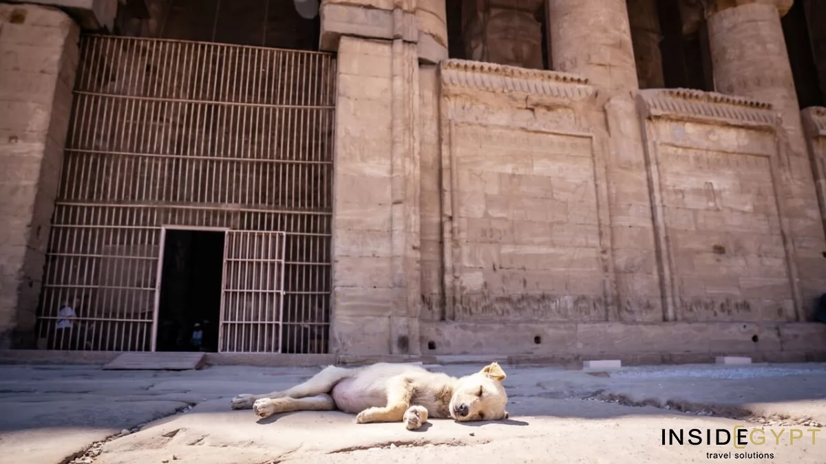 Dendera Temple Tour 10