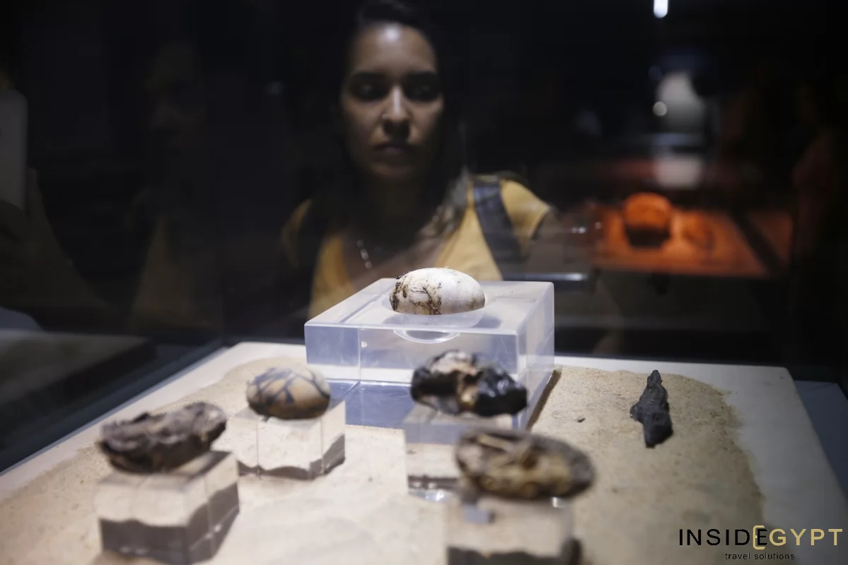 The Crocodile Museum in Kom Ombo 9