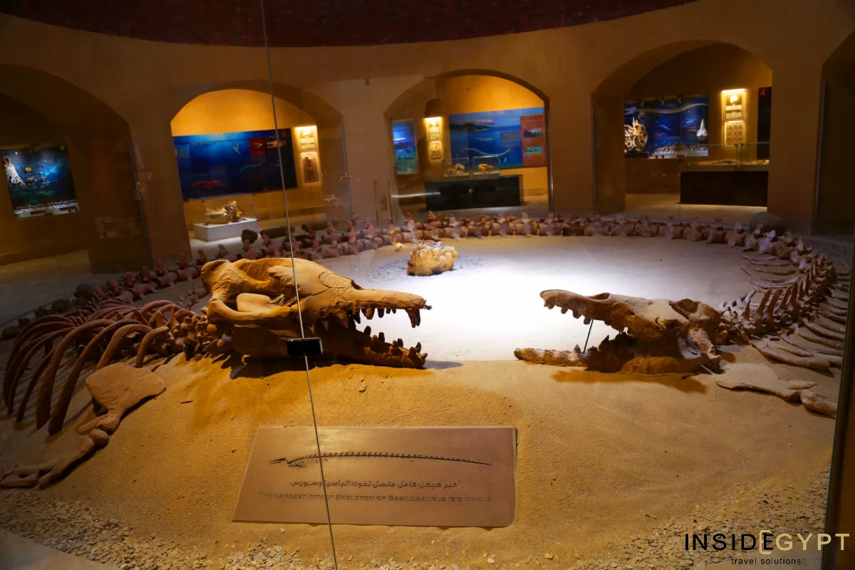 Impressive skeletons that are in the paleontological museum in the Valley of Whales in Fayoum