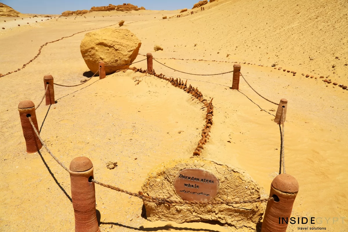 THE VALLEY OF THE WHALES 6