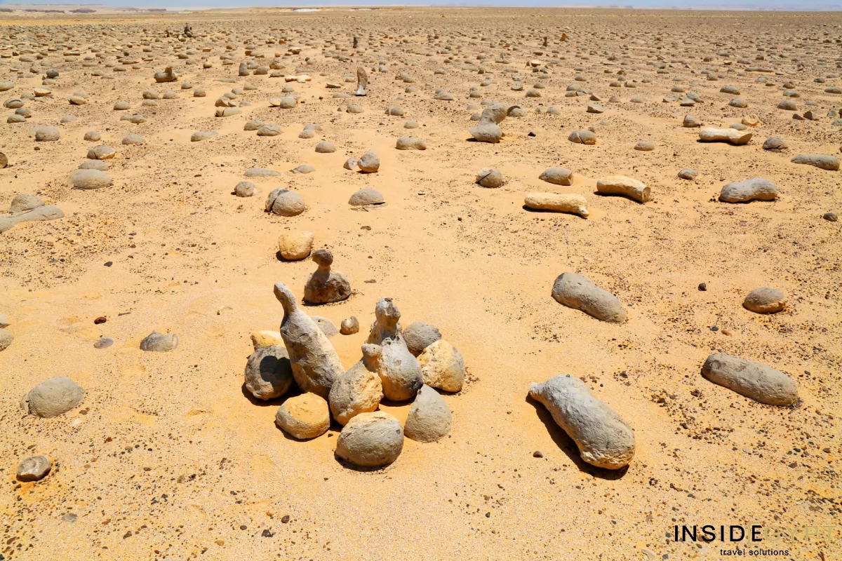 THE VALLEY OF THE WHALES 5